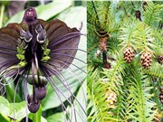 Sàng lọc dược liệu tiềm năng điều trị tiểu đường type 2 theo tiếp cận ngược